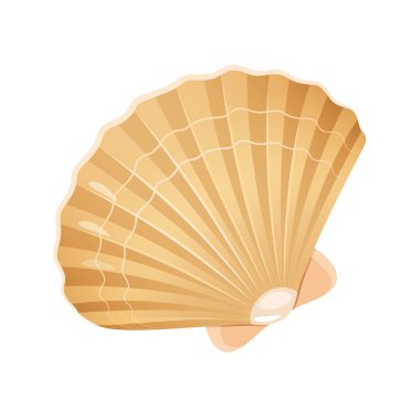 Beyaz arkaplanda izole edilmiş deniz kabuğunun vektör çizimi