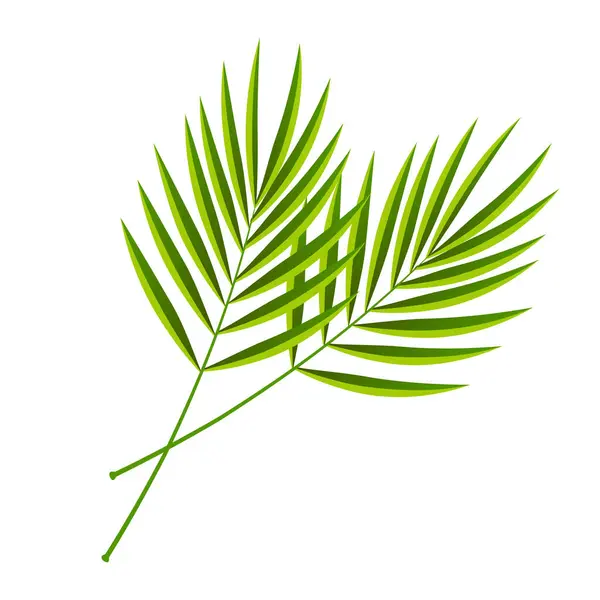 Vecteur Dessin Animé Décoratif Branches Palmier Isolé Sur Fond Blanc — Image vectorielle