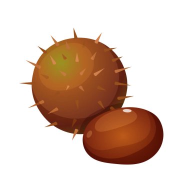 Kestaneler kabukta, dikenler beyaz arkaplanda izole edilmiş..