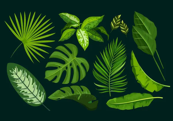 Farklı tropik yapraklara sahip egzotik bitkiler koyu arka planda izole edilmiş..