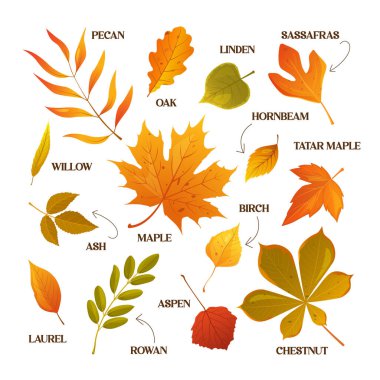 Vector cartoon autumn leaves collection with names. clipart