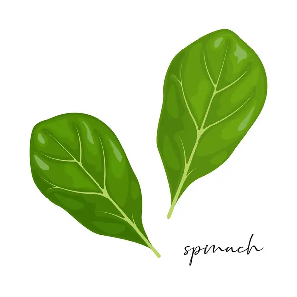 stock vector Vector spinach leaves isolated on white background.