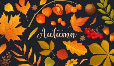 Vector cartoon autumn background with fall leaves, berries, pine cone, chestnut, acorns, physalis and lettering. clipart