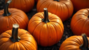 4K arkaplan ve balkabağı hasadı sonbahar kutlamaları için sahada.