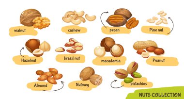 Ceviz, ceviz, macadamia, Brezilya cevizi, ceviz, ceviz, ceviz, fındık, fıstık, hindistan cevizi, çam fıstığı, beyaz arka planda izole edilmiş badem gibi farklı fındık kümeleri.