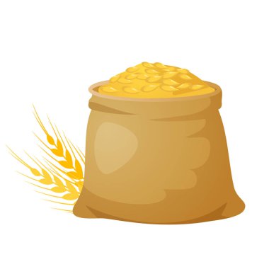 Buğday tanelerini beyaz arka planda izole edilmiş buğday başaklarıyla bir torbaya koyun. Hasat mevsimi, buğday ticareti.