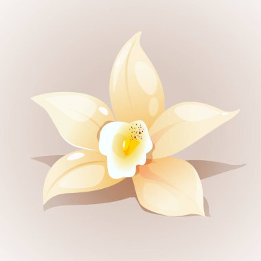 Beyaz arkaplanda izole edilmiş Vanilla Flower vektör çizimi.