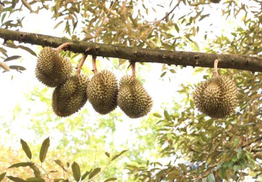 Ağaçta taze durian meyvesi