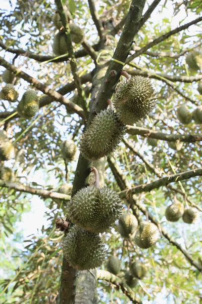 Färska Durianska Frukter Träd Duriansk Trädgård — Stockfoto