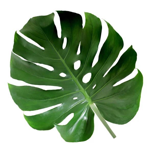 白い背景に孤立した緑のモンスターの葉 — ストック写真