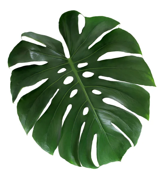 Zielony Tropikalny Liść Monstera Izolowany Białym Tle Liść Szwajcarskiej Rośliny — Zdjęcie stockowe