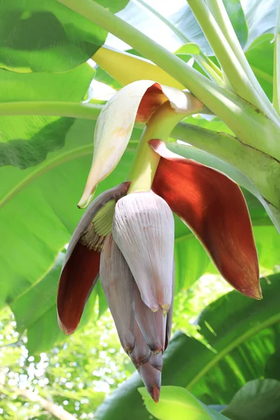 Banánový Květ Mladým Banánovým Ovocem Banánovém Stromě — Stock fotografie