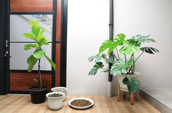 モンステラオブリカとフィドルの葉図またはフィクスマイクログリーン植物と極小スタイルの屋内庭園で飾られたポットでリレート — ストック写真