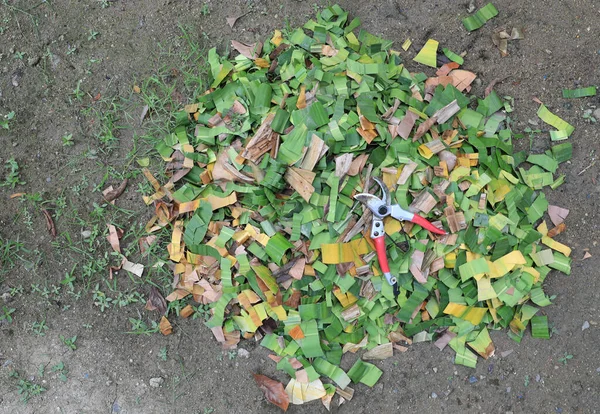 Stock image Garden pruning shears on heap cut leaves preparing for organic fertilizer. Transformation of biodegradable material into fertile soil.