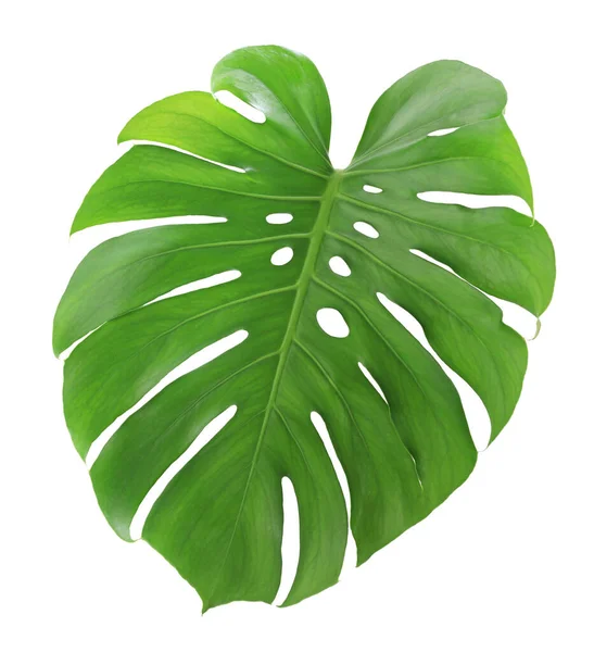 Green Monstera Leaf Isolated White Background — Stock Photo, Image
