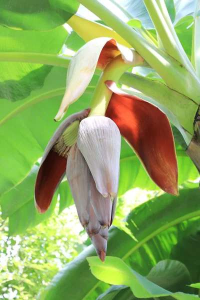 バナナの木に若いバナナの実とバナナの花 — ストック写真