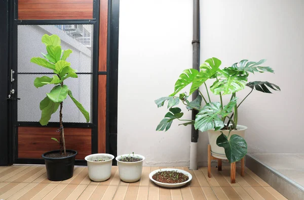 Monstera obliqua and Fiddle leaf Fig or Ficus Lyrate in pot decorated in minimal style indoor garden with microgreen plant.