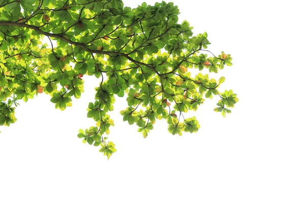 Зеленые Листья Выделены Белом Фоне Рассеянный Солнечный Свет Сквозь Изолированные — стоковое фото