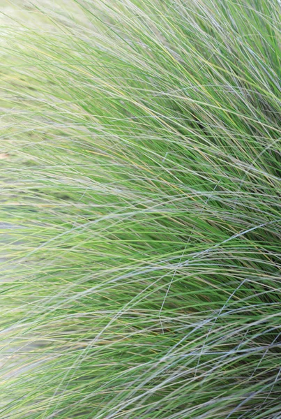 Green Wild Grass Background — Stock Photo, Image