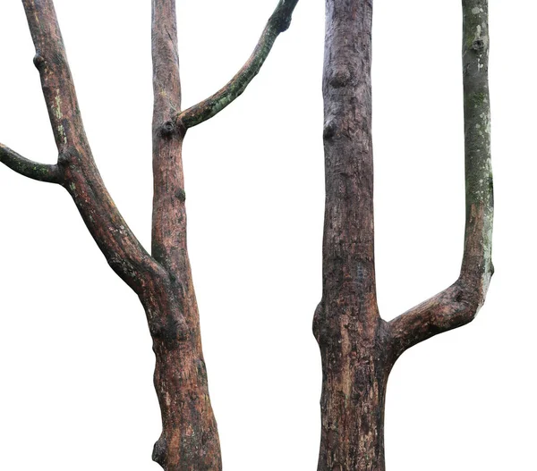Tree Trunk Geïsoleerd Witte Achtergrond — Stockfoto