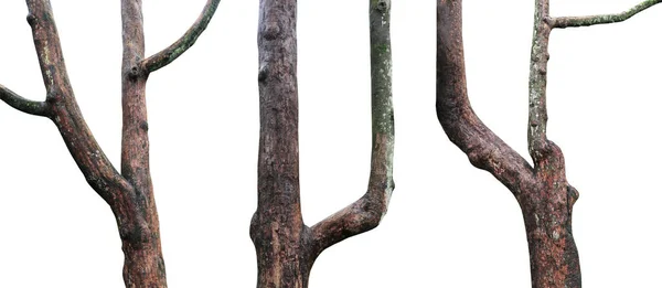 Стовбур Дерева Ізольовано Білому Тлі — стокове фото