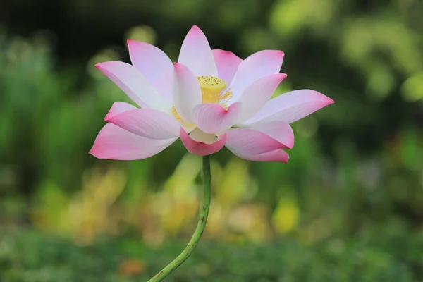 Różowy Kwiat Lotosu Kolorowym Tłem — Zdjęcie stockowe