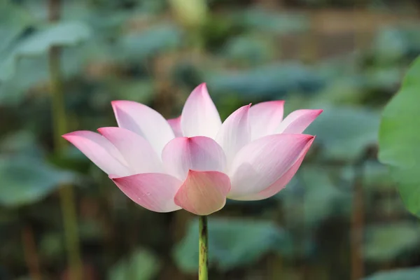 Różowy Kwiat Lotosu Zielonymi Liśćmi Jako Tło — Zdjęcie stockowe