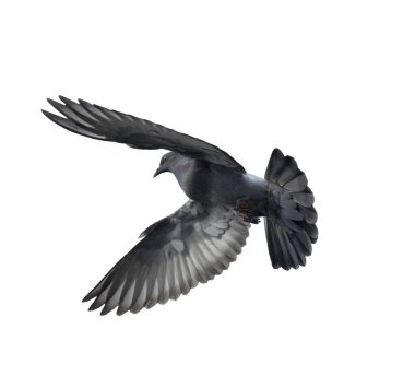 Uçan güvercin beyaz arka planda izole edildi. Gri güvercin izole edildi. İzole bir şekilde uçan güvercinin yükseliş görüntüsü. 