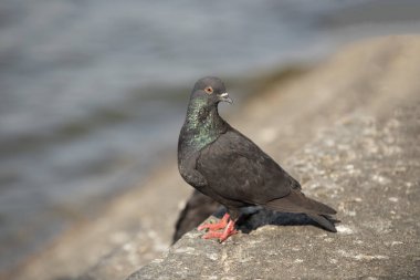 Nehre yakın duran siyah güvercin 
