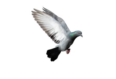 Uçan güvercin beyaz arka planda izole edildi. Gri güvercin izole edildi. İzole bir şekilde uçan güvercinin yan görüntüsü. 