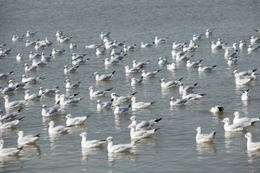 Sakin denizde yüzen martı sürüsü..