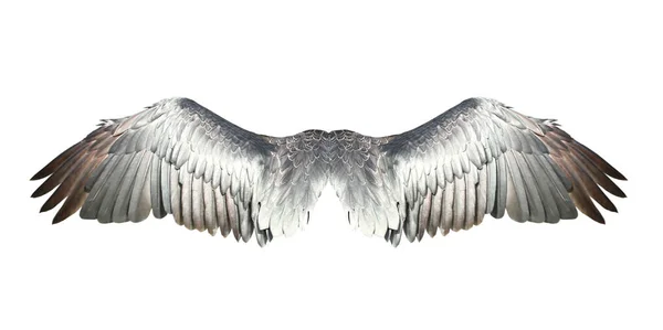 Пташині Крила Ізольовані Білому Фоні — стокове фото