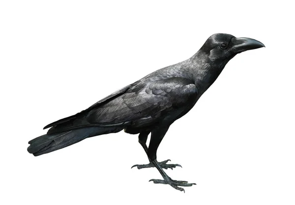 Carrion Crow Corvus Corone Elszigetelt Fehér Alapon — Stock Fotó
