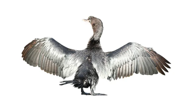 Kleiner Kormoran Oder Javanischer Kormoran Spreizt Flügel Isoliert Auf Weißem — Stockfoto