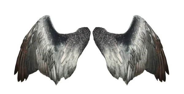 Vogelflügel Isoliert Auf Weißem Hintergrund — Stockfoto