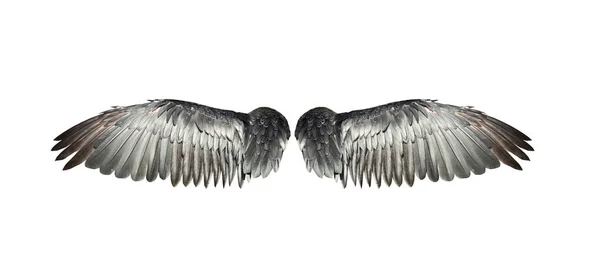 Bird Wings Isolated White Backround — Stock Photo, Image