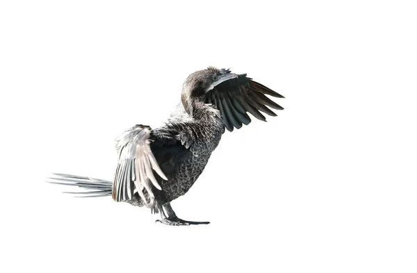 Kleine Aalscholver Javaanse Aalscholver Spreidde Vleugels Geïsoleerd Witte Achtergrond — Stockfoto