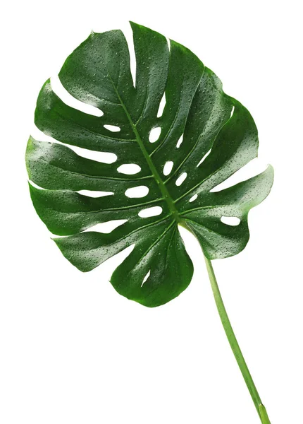 白い背景に水滴が隔離されたモンスター熱帯の葉 — ストック写真