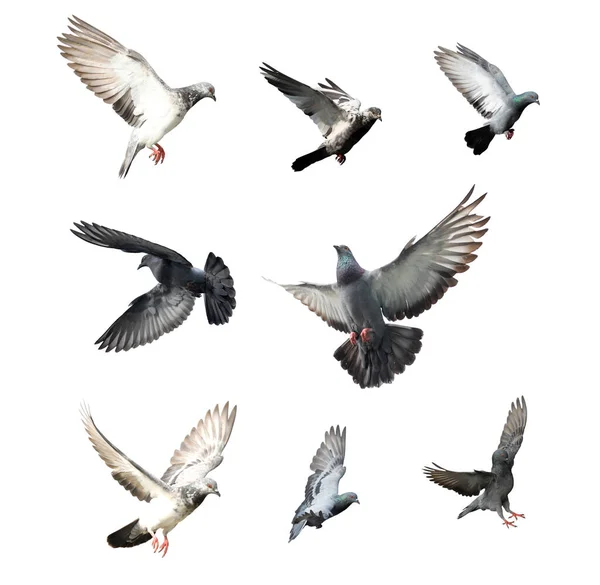 배경에 날아다니는 비둘기들이 있습니다 비둘기가 날아가고 있습니다 비둘기가 날아가는 한눈에 — 스톡 사진