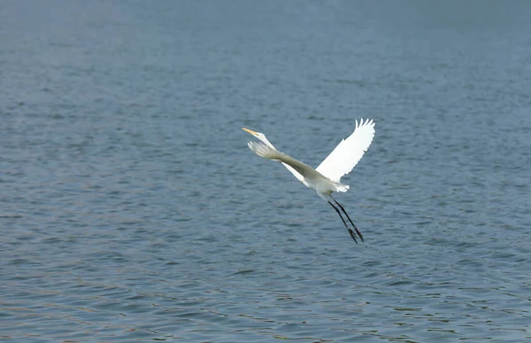 Biały Egret Latający Nad Spokojnym Jeziorem — Zdjęcie stockowe