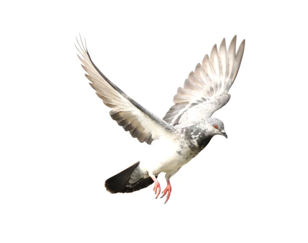 Fliegende Taube Aktion Isoliert Auf Weißem Hintergrund Mit Schneideweg Graue — Stockfoto