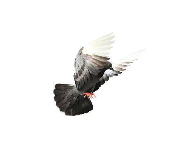 飛行中の灰色の鳩は隔離された飛行中に白い背景に隔離された行動で飛ぶ — ストック写真