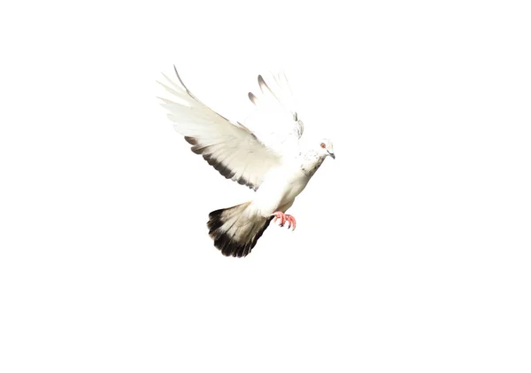 Vliegende Duif Actie Geïsoleerd Witte Achtergrond Grijze Duif Vlucht Geïsoleerd — Stockfoto