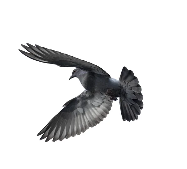 白い背景に隔離された行動で飛行鳩 飛行中の灰色の鳩が隔離された 鳩が孤立して飛んでいく姿を見る — ストック写真