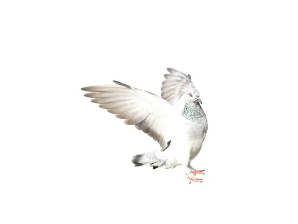 在白色背景上孤立的行动中的飞鸽 灰鸽在飞行中被隔离了 鸽子独立飞行的前景 — 图库照片