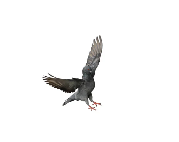 바탕에 날아다니는 비둘기들이 있습니다 비둘기가 날아가고 있습니다 비둘기가 — 스톡 사진