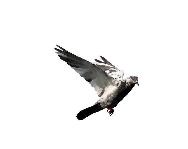Pigeon Volant Action Isolé Sur Fond Blanc Pigeon Gris Vol — Photo