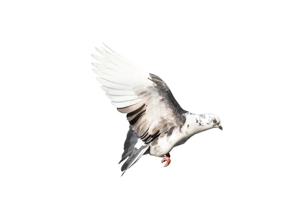 Vliegende Duif Actie Geïsoleerd Witte Achtergrond Witgrijze Duif Vlucht Geïsoleerd — Stockfoto