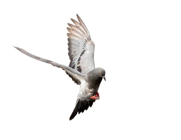 白い背景に隔離された行動で飛行鳩 飛行中の灰色の鳩が隔離された 孤立して飛ぶ鳩の正面図 — ストック写真