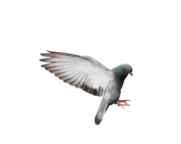 白い背景に隔離された行動で飛行鳩 飛行中の灰色の鳩が隔離された 孤立して飛ぶ鳩の側面図 — ストック写真